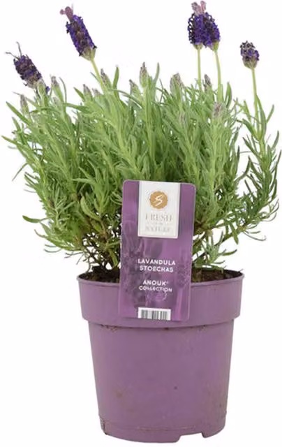 Plants by Post Purple Lavender Stoechas Perennial Potted Plant, 1L Pot