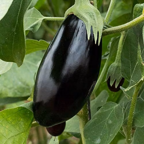 Thompson and Morgan Black Beauty Aubergine Vegetable Seeds (8 Seeds)