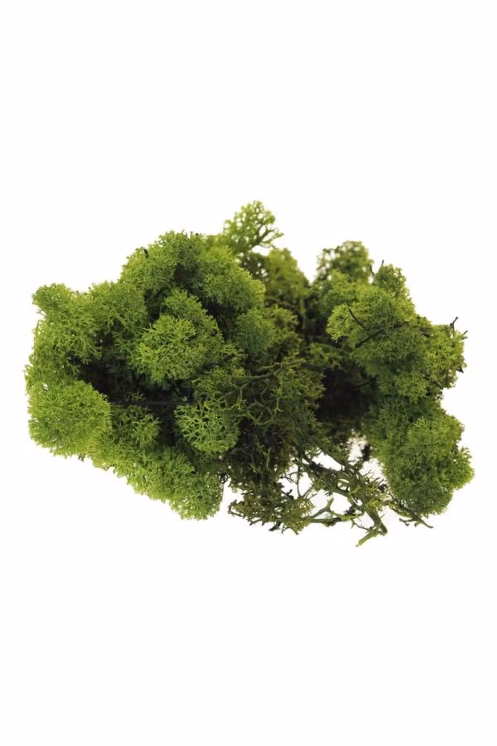 KDMD Green Reindeer Moss 500g – 2
