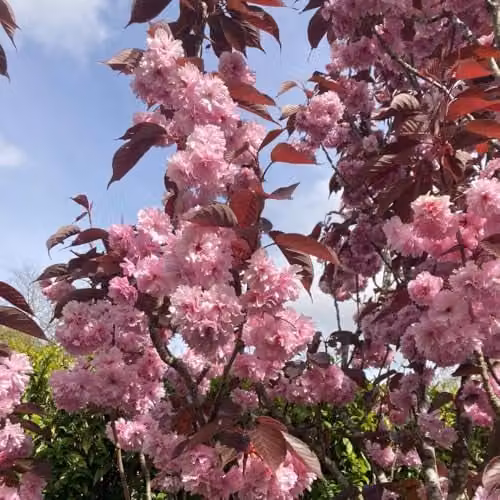 Thompson & Morgan Prunus Royal Burgundy Ornamental Cherry Tree with Pink Blossom and Purple Foliage, 12 Litre Pot