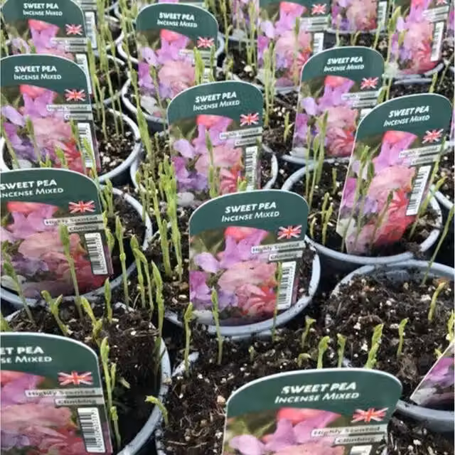 Plants By Post Sweet Pea Fragrant Climbing Plants, 3 x Pink Potted Plants