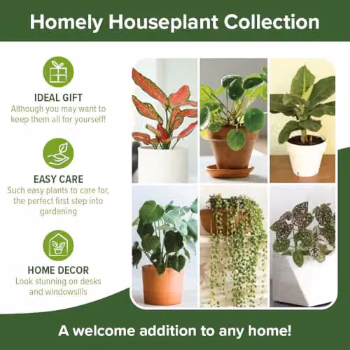 You Garden Homely Houseplant Collection Set of Six Indoor Varieties including Chinese Money Plant, Swiss Cheese Plant, String of Beads, Polka Dot Plant Super Pink, Banana Plant Musa acuminata and Red Zirkon – 2