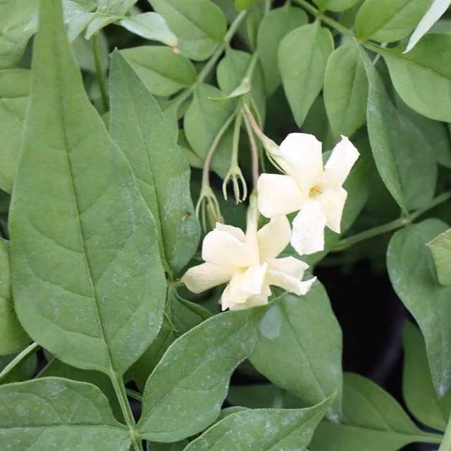 Marshalls Jasmine Clotted Cream Potted Climbing Plant with White Summer Blooms