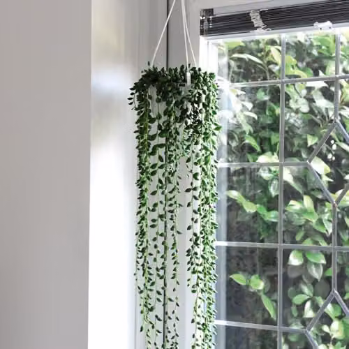 Thompson and Morgan Senecio Rowleyanus String of Pearls Succulent, 2 x 9cm Potted Green Indoor Plants – 2