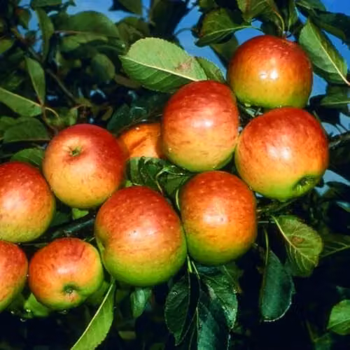 Thompson & Morgan James Grieve Apple Tree (Malus) M26 Rootstock Bare Root Garden Fruit Tree – 2
