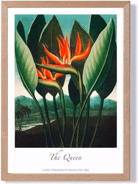 ARTZE The Queen Tropical Flower Framed Print, Vintage Floral Botanical Illustration in Red and Multicolour with Oak Frame, Size: A2 – 1