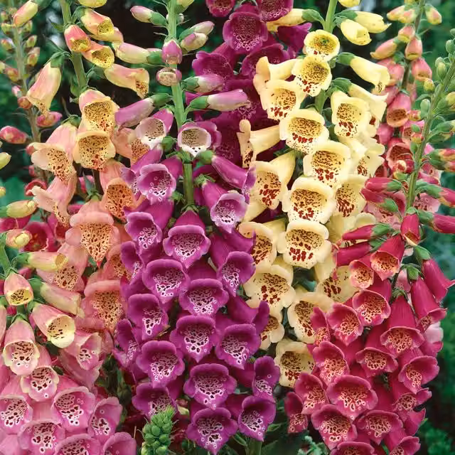 Unwins Excelsior Mix Foxglove Ornamental Flower Seeds in White, Pink, Purple and Multicolour