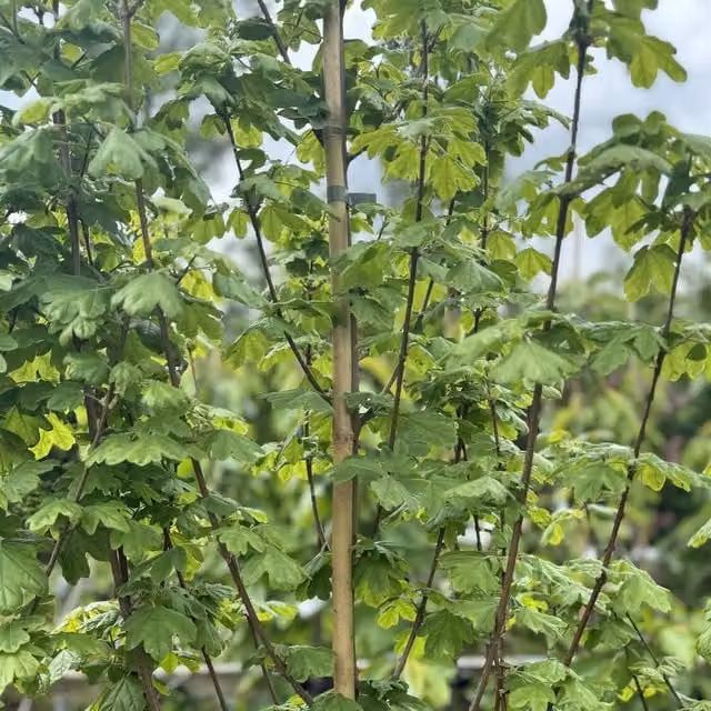 Direct Plants Acer Campestre Elegant Field Maple Deciduous Ornamental Tree, Gold, 7.5 Litre Pot