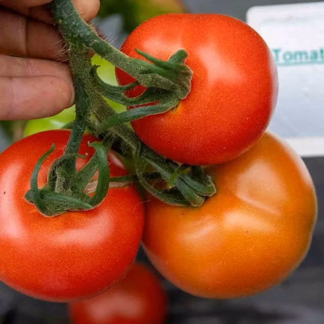 Marshalls Garden Cordon Alicante Tomato Seeds