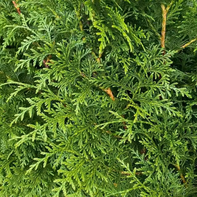 Direct Plants Thuja Plicata Gelderland Western Red Cedar Hedge Plants, Green, 50 Pack