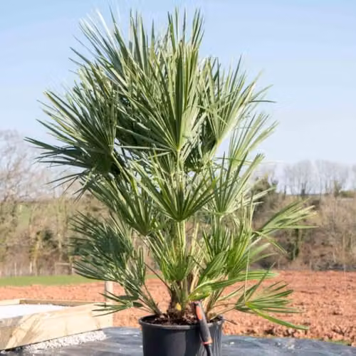 Thompson & Morgan Dwarf Fan Palm Tree Chamaerops humilis, Hardy Evergreen Potted Plant, 20 Litre