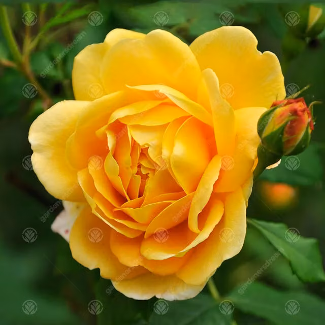 Gardeners Dream Happy Father's Day Yellow Rose Ornamental Shrub