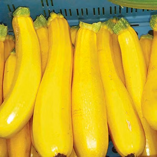 Thompson and Morgan Courgette Orelia Cucurbita Pepo Annual Vegetable Seeds, 6 Seeds per Packet – 2