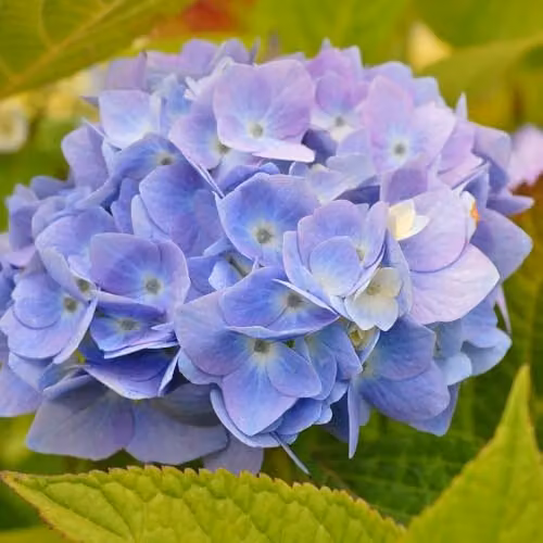 Thompson & Morgan Hydrangea macrophylla Endless Summer The Original Reblooming Ornamental Shrub in Pink, Blue or Multicolour, 35 Litre Pot – 3