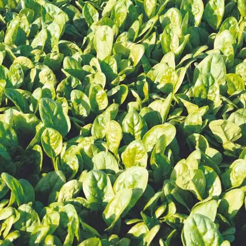 Thompson and Morgan Spinach Patton F1 Seeds, 350 Seeds, Green Hardy Annual with Downy Mildew Resistance
