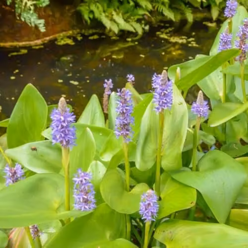 Thompson and Morgan Pontederia Cordata Pickerel Weed Marginal Aquatic Pond Plant with Blue Flowers, 3 x 1 Litre Pots – 2