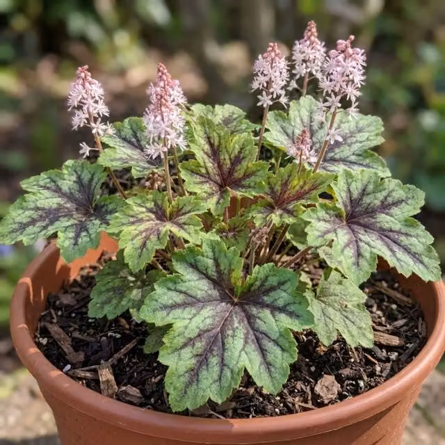 Plants by Post Tiarella Angel Wings Foamflower, White, 2L Pot