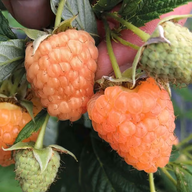 Marshalls Garden Summer Lovers Apricot Raspberry Fruit Bush, Yellow and Orange