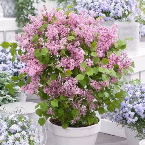 Thompson & Morgan Lilac Dwarf Flowerfesta Pink Ornamental Shrub, 2 x 3 Litre Potted Plants