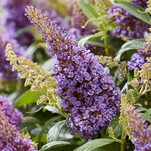 Thompson and Morgan Buddleja davidii Dwarf Compact Butterfly Candy Little Lila Lilac Flowering Hardy Shrub, 1x 9cm Potted Plant – 3