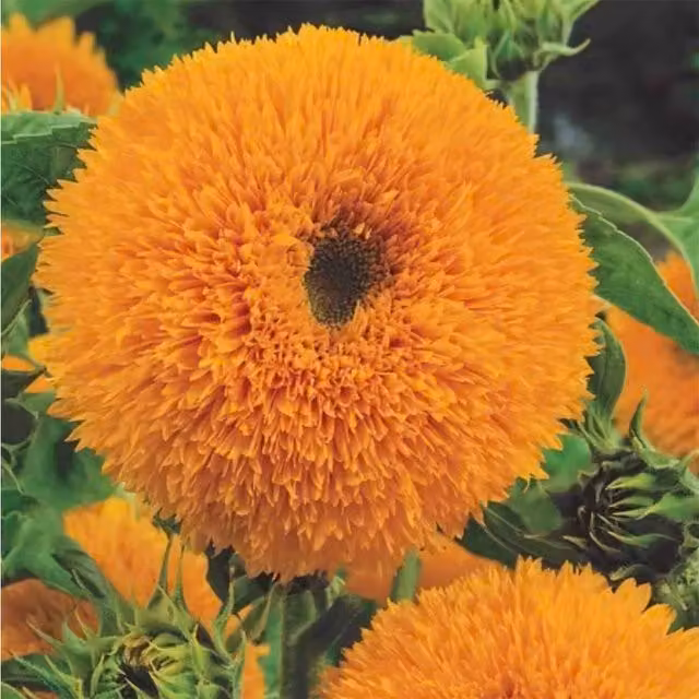 Unwins Teddy Bear Sunflower Seeds, Green and Orange
