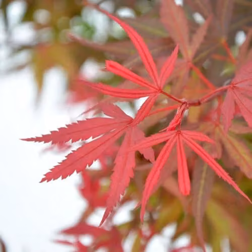 Thompson and Morgan Acer palmatum Shaina Japanese Maple with Red Foliage, 3 x 3 Litre Pots, Height: 60 cm – 3