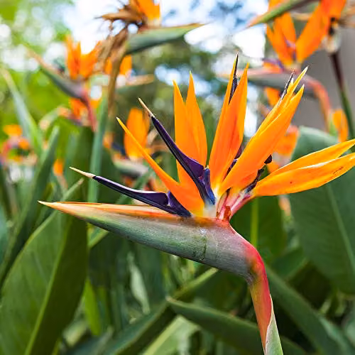 Thompson and Morgan Strelitzia Bird of Paradise Flowering Perennial Plant, 1 x 9cm Pot – 1