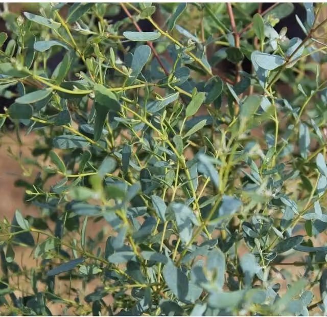 Directplants Eucalyptus French Blue Evergreen Tree, Blue