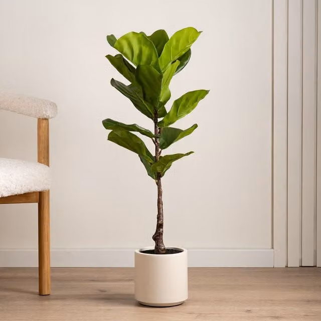 Scottish Everlastings Ltd 90cm Real Touch Fiddleleaf Fig Tree in a Chunky White Pot, Green
