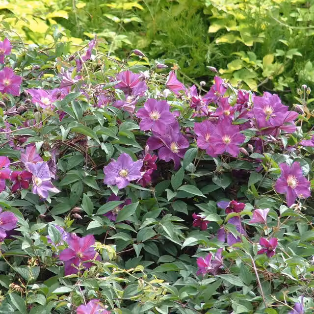 Plants By Post Clematis Star of India Perennial Climber with Purple and White Flowers