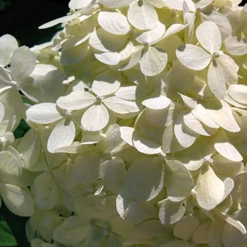Thompson & Morgan Hydrangea macrophylla Soeur Thérèse Ornamental Garden Shrub with White and Blue Blooms, 25 Litre Pot
