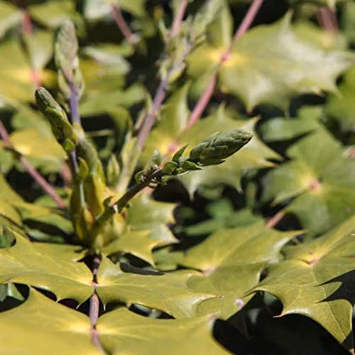 Thompson and Morgan Mahonia Japonica Japanese Mahonia Hardy Ornamental Shrub, 2 x 9cm Pots – 2