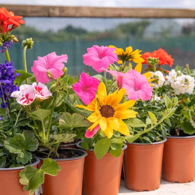 Marshalls Garden 18-Pack Mixed Colour Bedding Plant Selection for Outdoor Ornamental Gardens