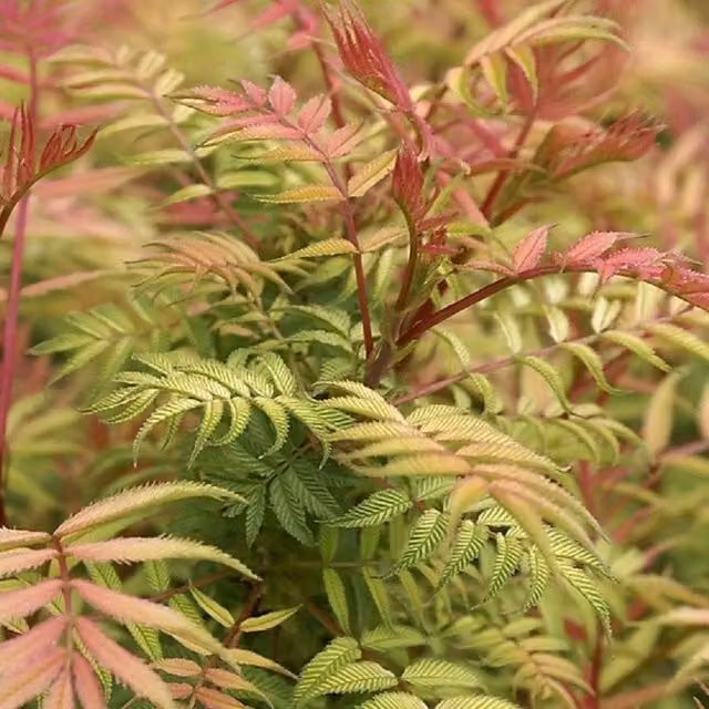 Direct Plants Sorbaria Sorbifolia Sem Golden Garden Ornamental Shrub, Multicolour
