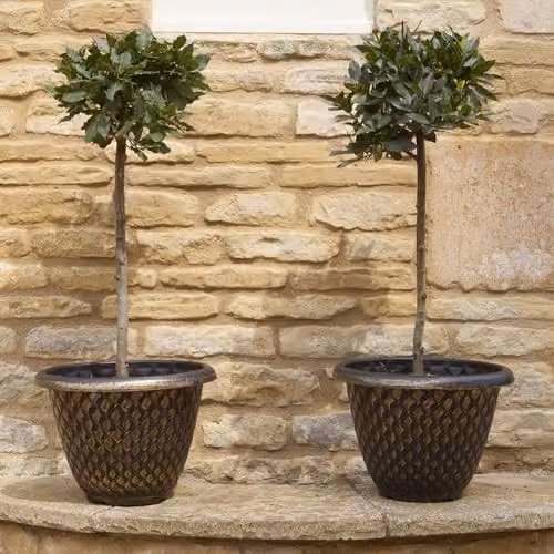YouGarden Gold Large Pinecone Planters, Pair, Height: 33 cm – 2