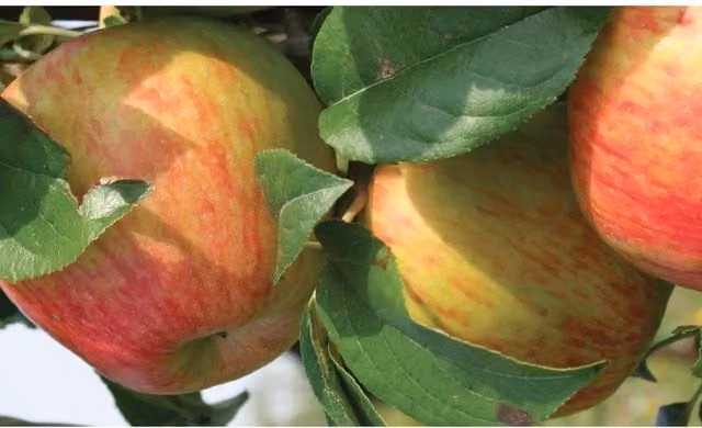 Directplants Howgate Wonder Red Apple Fruit Tree in a 12L Pot