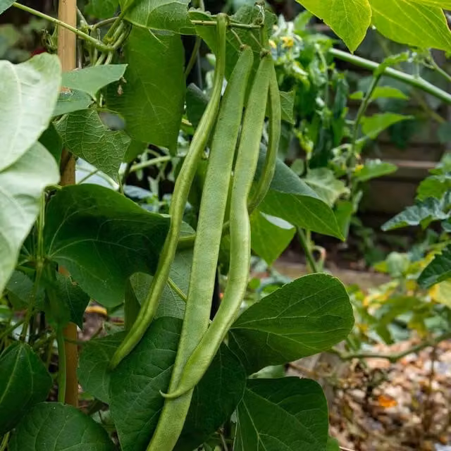 Marshalls Garden Runner Bean Seeds St George Early High-Yield Variety, 50 Seeds