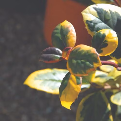 Thompson & Morgan Ilex altaclerensis Golden King Holly Tree, Female Evergreen Ornamental Shrub with Golden Variegated Leaves and Winter Berries, 35 Litre Pot – 4