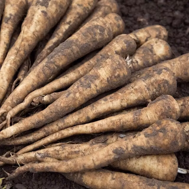 Marshalls Garden Parsnip Seeds Panorama F1