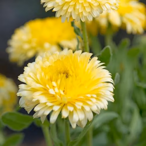 Thompson & Morgan Calendula officinalis Double Lemon Dwarf Hardy Annual Marigold Seeds, Edible Pale Lemon Blooms, 50 Seeds – 2