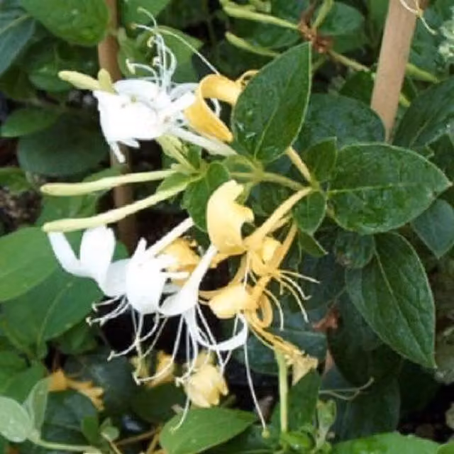 Direct Plants Lonicera Halliana Honeysuckle Climber, White and Yellow, 9cm Pot