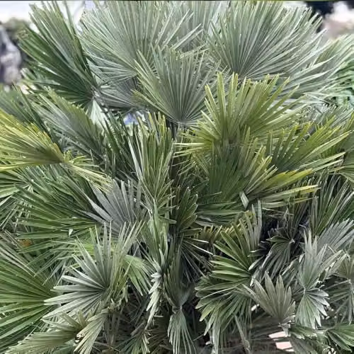 YouGarden Chamaerops Compacta Volcano Palm, Established Hardy Ornamental Tree in 22cm Pot – 2