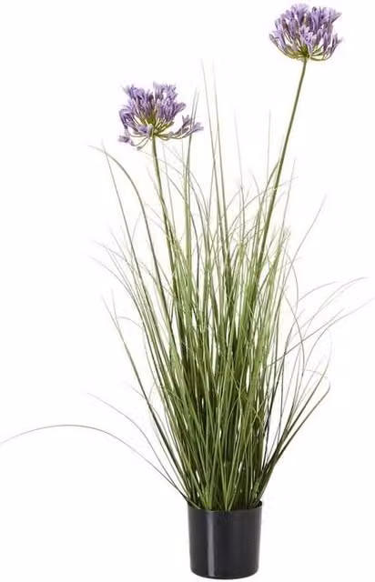 Lemon Pavilion Furniture and Decor Purple Agapanthus Potted Plant in Black Plastic, Height: 90 cm