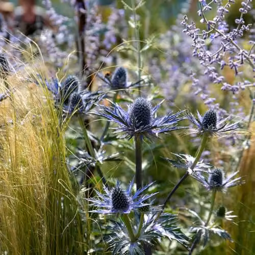 Marshalls Garden Eryngium Big Blue Perennial Plants, Blue/Grey, Pack of 3