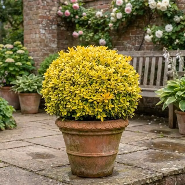 Plants By Post Pittosporum Golden Ball Evergreen Ornamental Shrub, 3L, Golden Yellow and Green