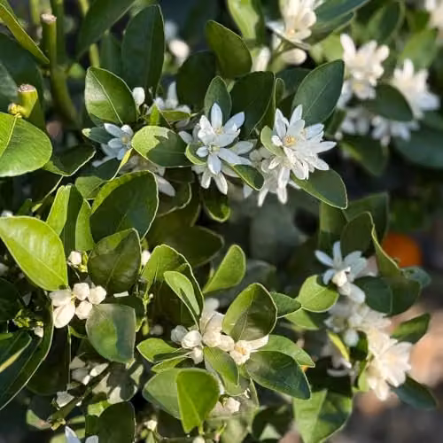 YouGarden Citrus Lemon Fruit Tree with Fragrant Flowers in a 20cm Pot – 5