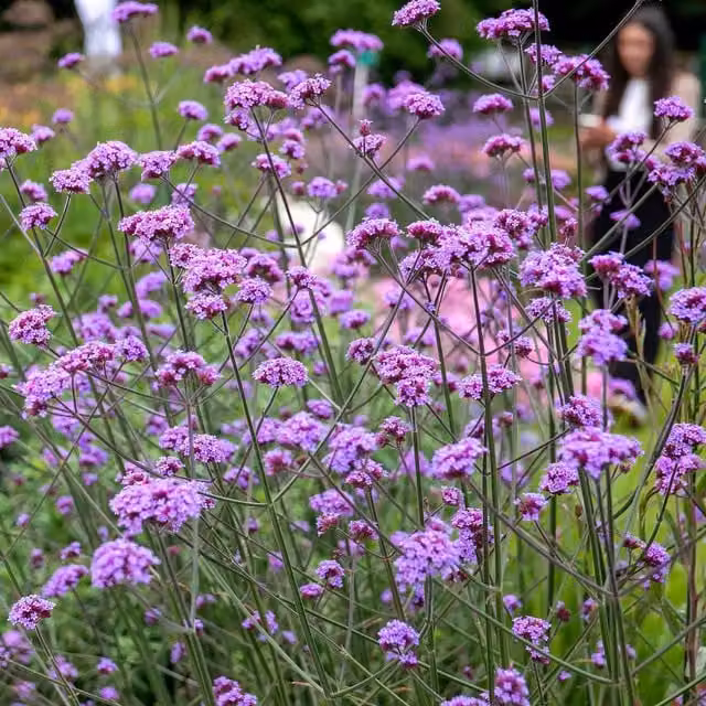 Marshalls Garden Verbena Buenos Aires Purple Perennial