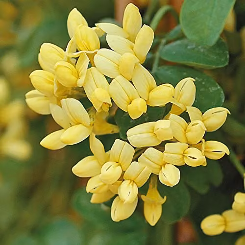 Thompson & Morgan Coronilla Hardy Outdoor Evergreen Ornamental Shrub with Scented Yellow Winter Flowers, 1 x 3 Litre Pot – 2