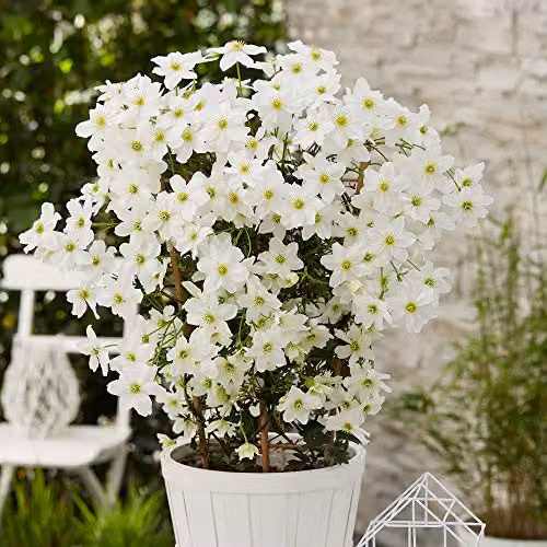 Thompson & Morgan Clematis Avalanche White Early Flowering Evergreen Perennial Climber, 2 x 3 Litre Pots – 4