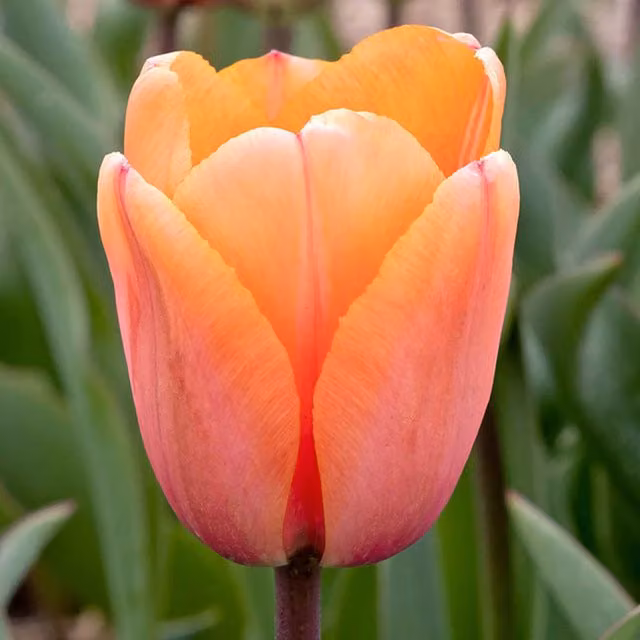 Plants By Post Tulip Apricot Impression Bulbs, Pink and Orange, Pack of 15